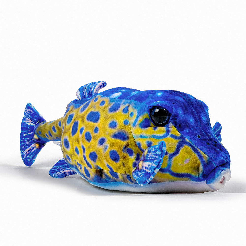 さかなくん　904045サイドアクリル 奄美の海、すギョい！」 さかなクンと多様な生き物学ぶ 瀬戸内町｜自然