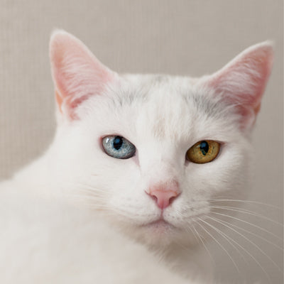 月と太陽（CD）